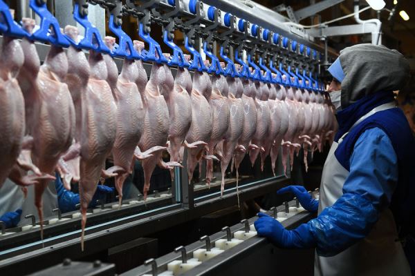 Россия резко увеличила поставки мяса птицы за границу